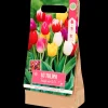 Tous Les Articles Jardin|Semis Et Plantes< Bulbes de tulipe | Action FR