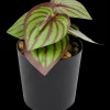 Tous Les Articles Habitat|Plantes Et Fleurs Artificielles< Plante artificielle en pot | Action FR